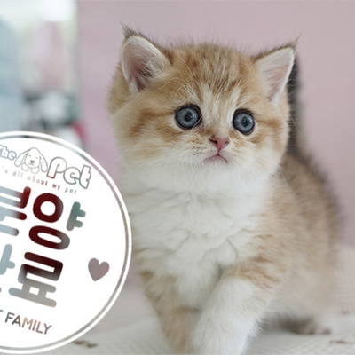 브리티쉬 숏헤어 왕자님 4.15