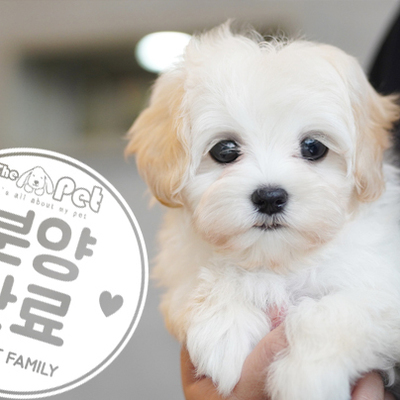 꼬숑 공주님 2.2