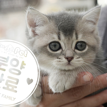 브리티쉬숏헤어 공주님 7.3