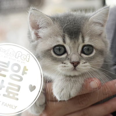 브리티쉬숏헤어 공주님 7.3