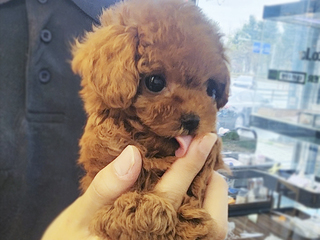 말티푸 분양후기(26.04.09)