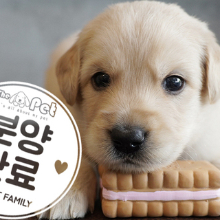 골든리트리버 왕자님 7.24