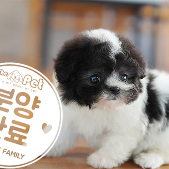 실버파티 말티푸 공주님 11.05