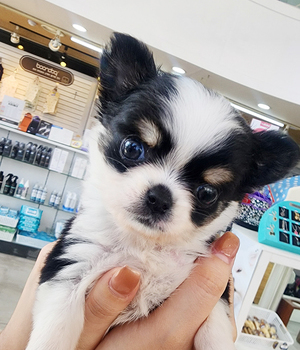 치와와 분양후기(26.02.08)