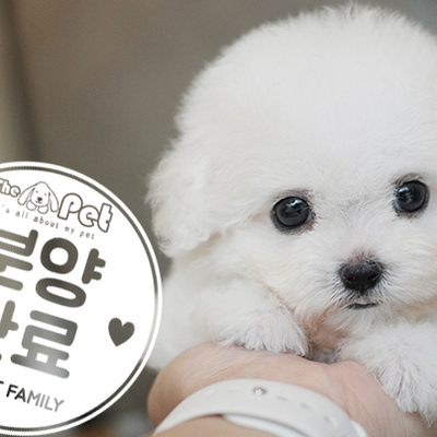 미니비숑 공주님 6.5