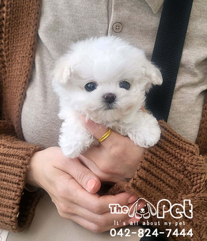 비숑 분양후기(26.04.03)