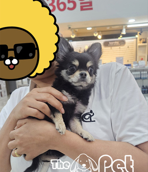 치와와 분양후기(26.07.16)