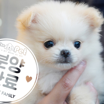 폼치 공주님 2.27
