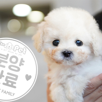 푸숑 왕자님 11.21