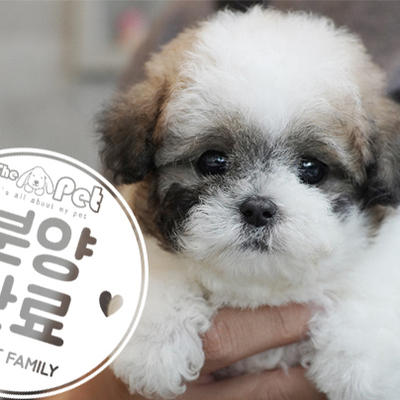 실버파티 토이푸들 공주님 7.3