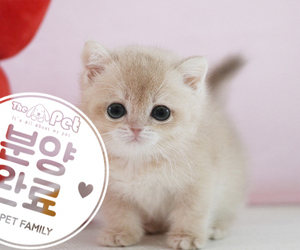 브리티쉬숏헤어 공주님 6.10