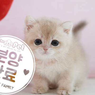 브리티쉬숏헤어 공주님 6.10