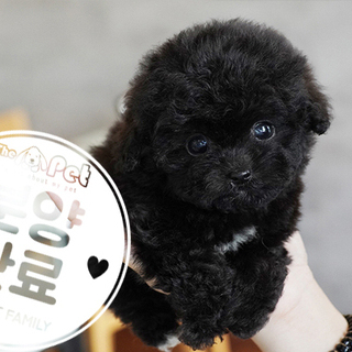 실버푸들 왕자님 7.20