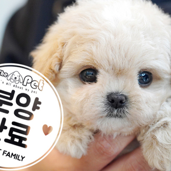 토이푸들 공주님 3.26