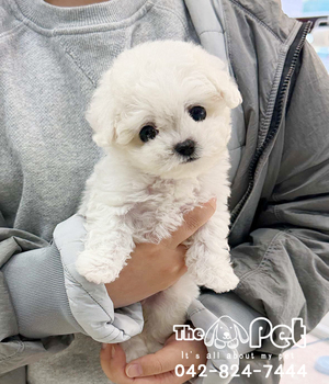 비숑 분양후기(26.03.26)