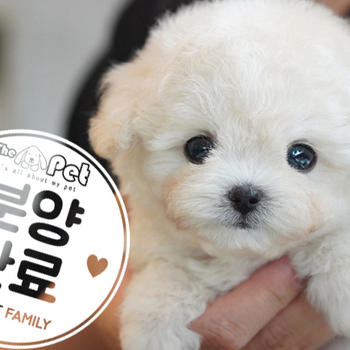 토이푸들 왕자님 3.28