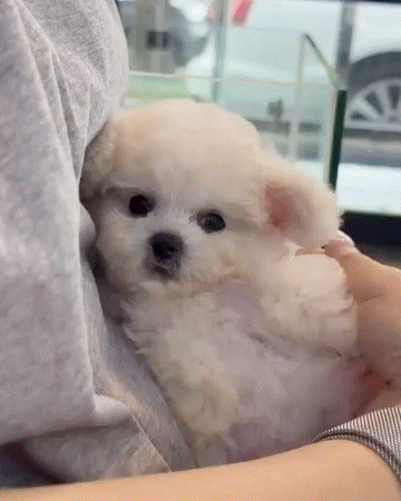 미니비숑 분양후기(26.08.10)
