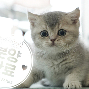브리티쉬숏헤어 왕자님 6.30