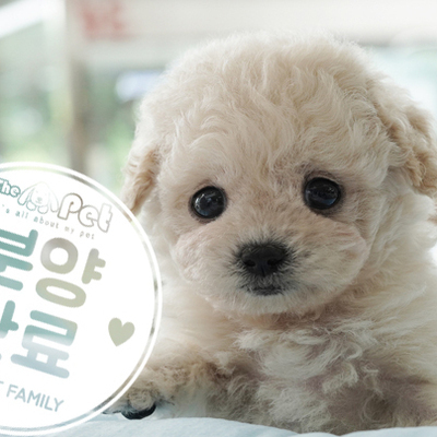 토이푸들 공주님 5.12