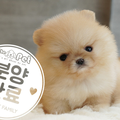 포메라니안 왕자님 5.19