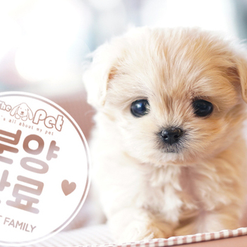 말티푸 공주님 12.02