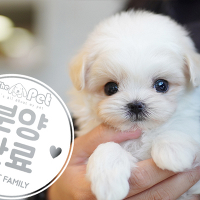 말티푸 왕자님 2.6