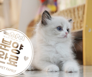 랙돌 공주님 6.17