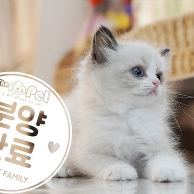 랙돌 공주님 6.17