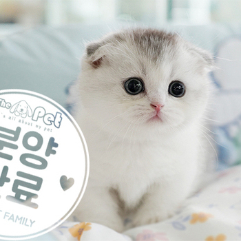 먼치킨킬트 공주님 6.23
