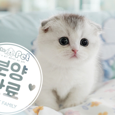 먼치킨킬트 공주님 6.23