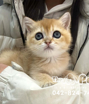 브리티쉬숏헤어 분양후기(26.02.21)
