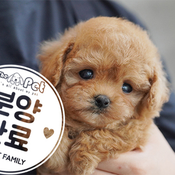 말티푸 공주님 4.10