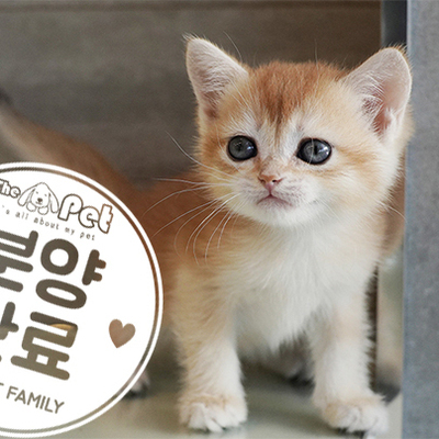 브리티쉬숏헤어 왕자님 7.19
