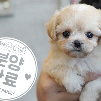 말티푸 공주님 7.14