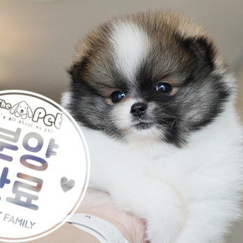 포메라니안 공주님 6.1