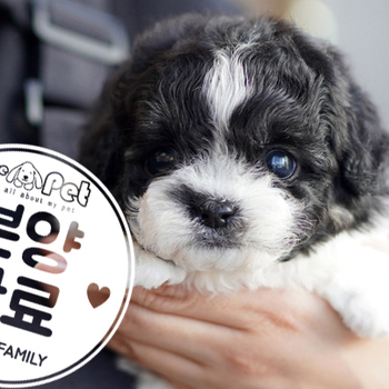 파티 말티푸 왕자님 11.26