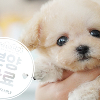 말티푸 공주님 10.14