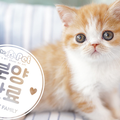 브리티쉬숏헤어 왕자님 12.02