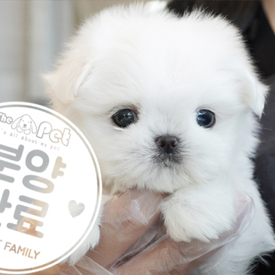 말티즈 공주님 4.30