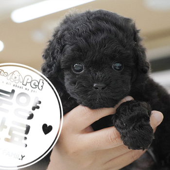 토이푸들 공주님 06.29