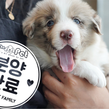 보더콜리 왕자님 4.10