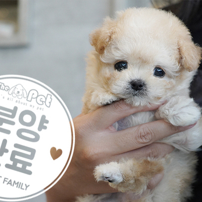 말티푸 왕자님 7.13