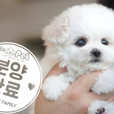 말티푸 왕자님 12.18