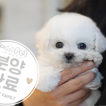 비숑프리제 왕자님 10.07