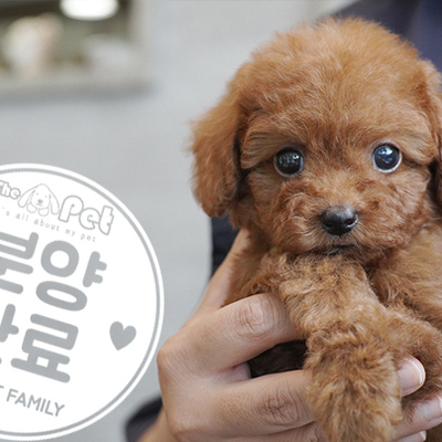 말티푸 공주님 6.26