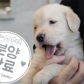 골든리트리버 공주님 7.7