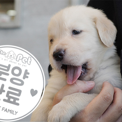 골든리트리버 공주님 7.7