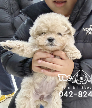 말티푸 분양후기(26.01.18)