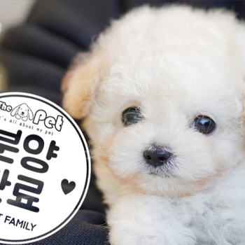 푸들 왕자님 12.01