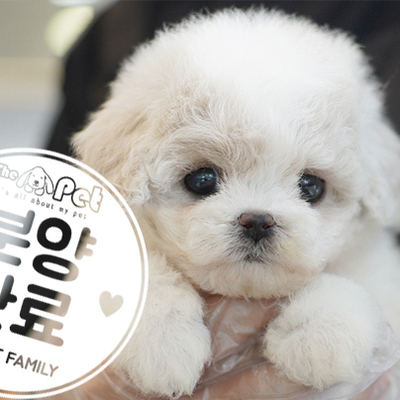 말티푸 공주님 7.26